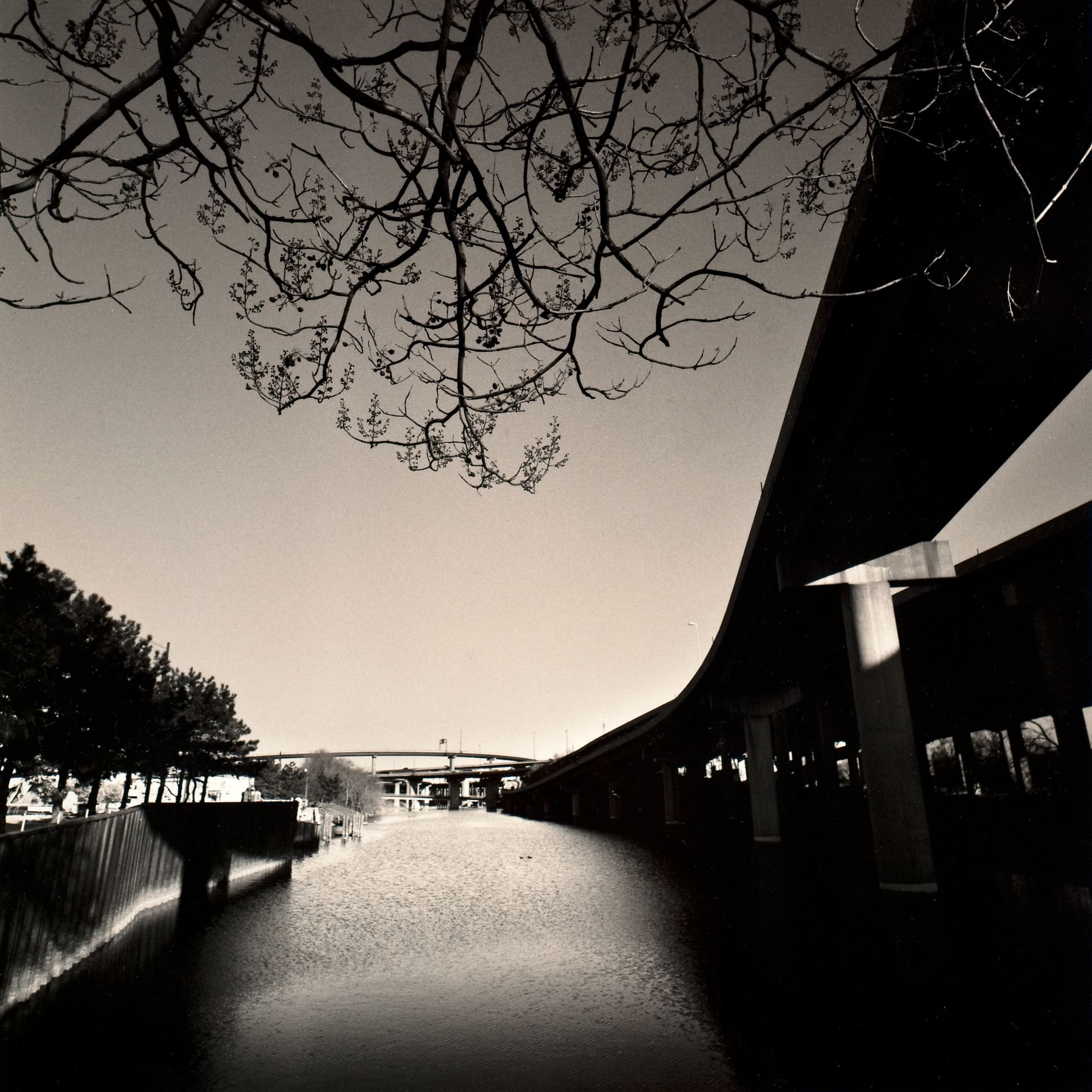 Bare tree branches overhang a channel of water beside an elevated concrete highway viaduct, distant bridges under a pale sky