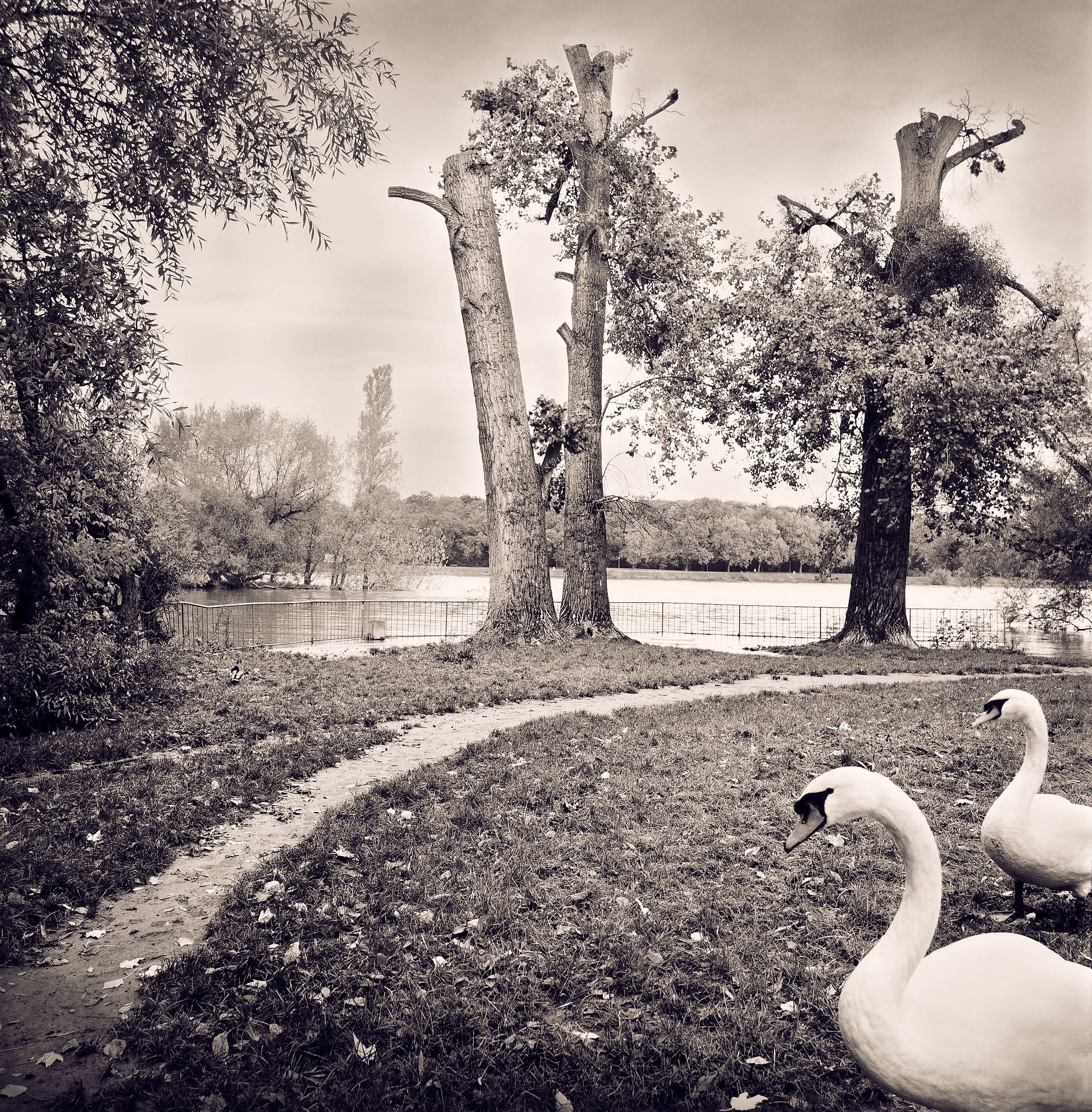 Two mute swans on leaf-strewn grass beside a riverside path, pollarded trees and flooded meadow behind
