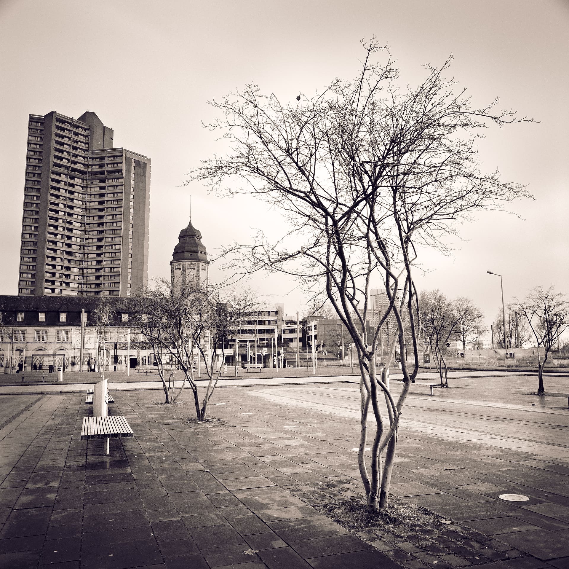 Bare multi-stemmed tree on a wet paved square, bench at left, tower block and domed tower behind