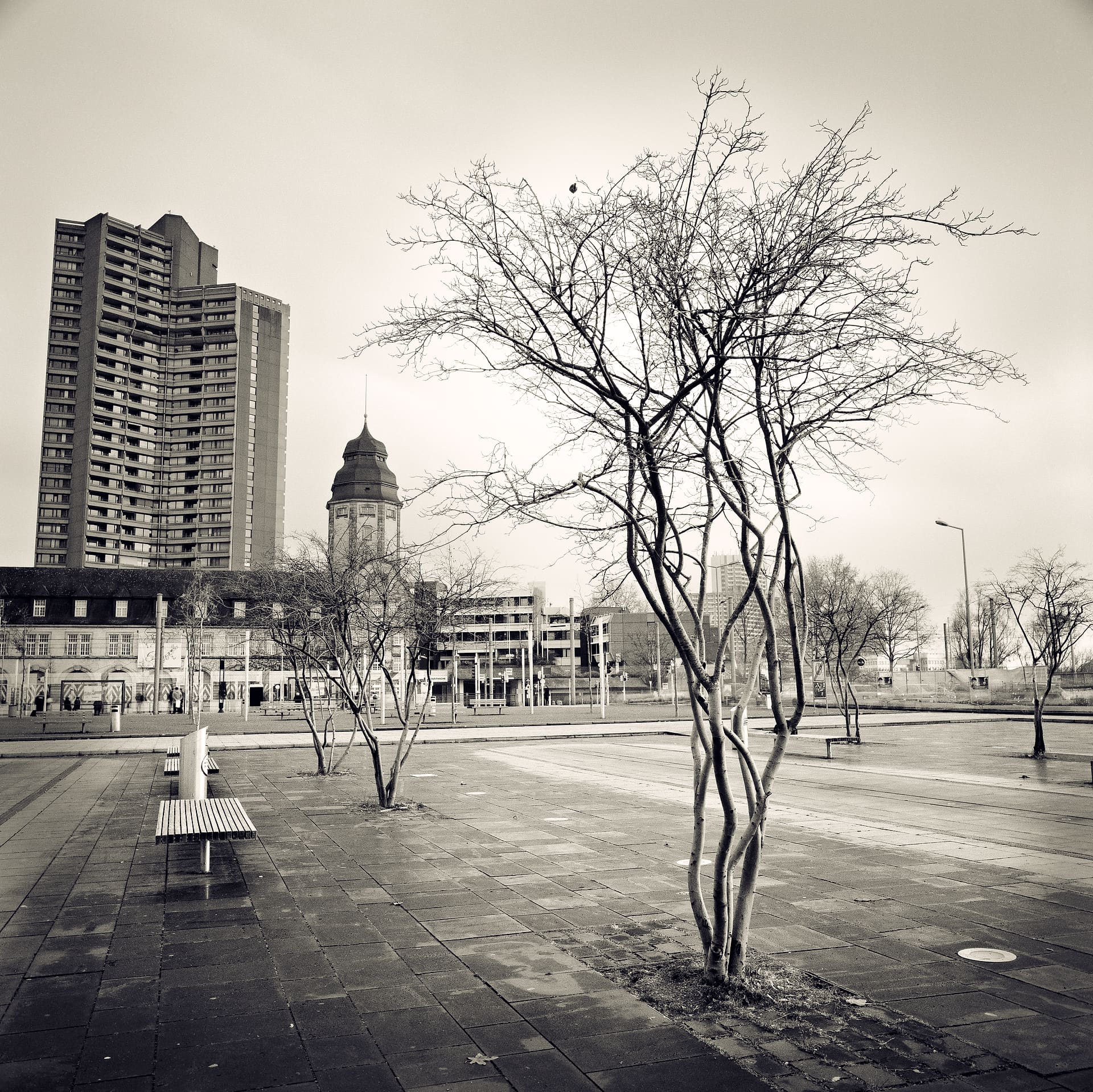 Bare multi-stemmed tree on a wet paved square, bench at left, tower block and domed tower behind