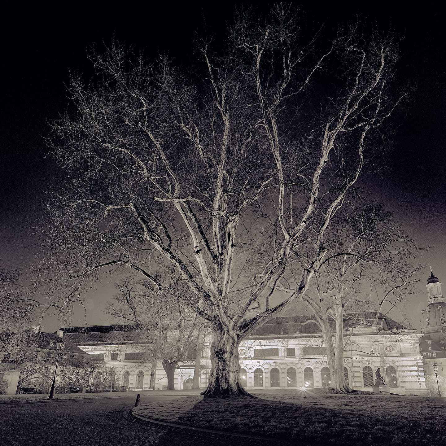 Bare plane tree lit from below at night in front of a floodlit arcaded palace, tower beyond