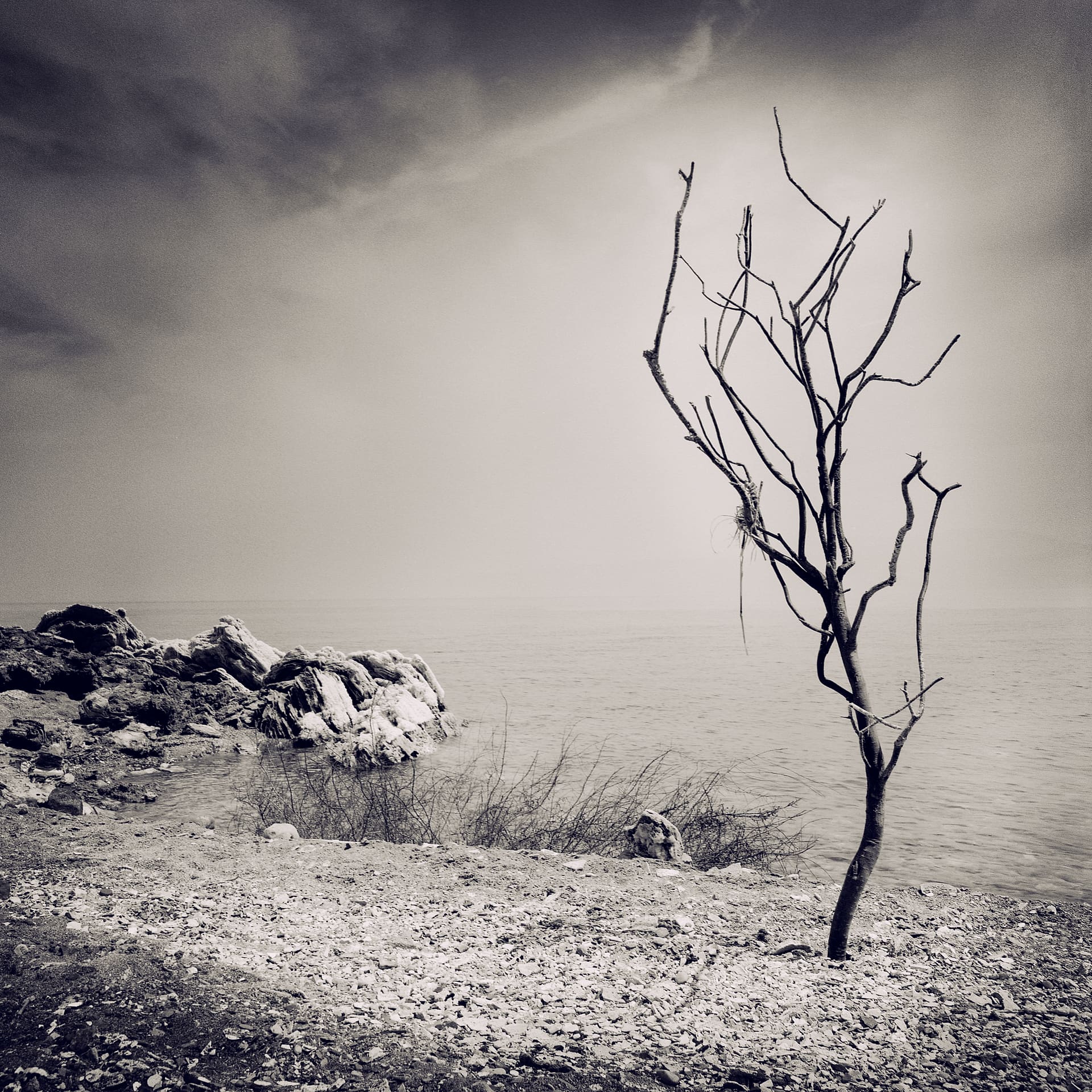Bare twisted tree on a salt-crusted stony shore beside flat hazy water under heavy cloud