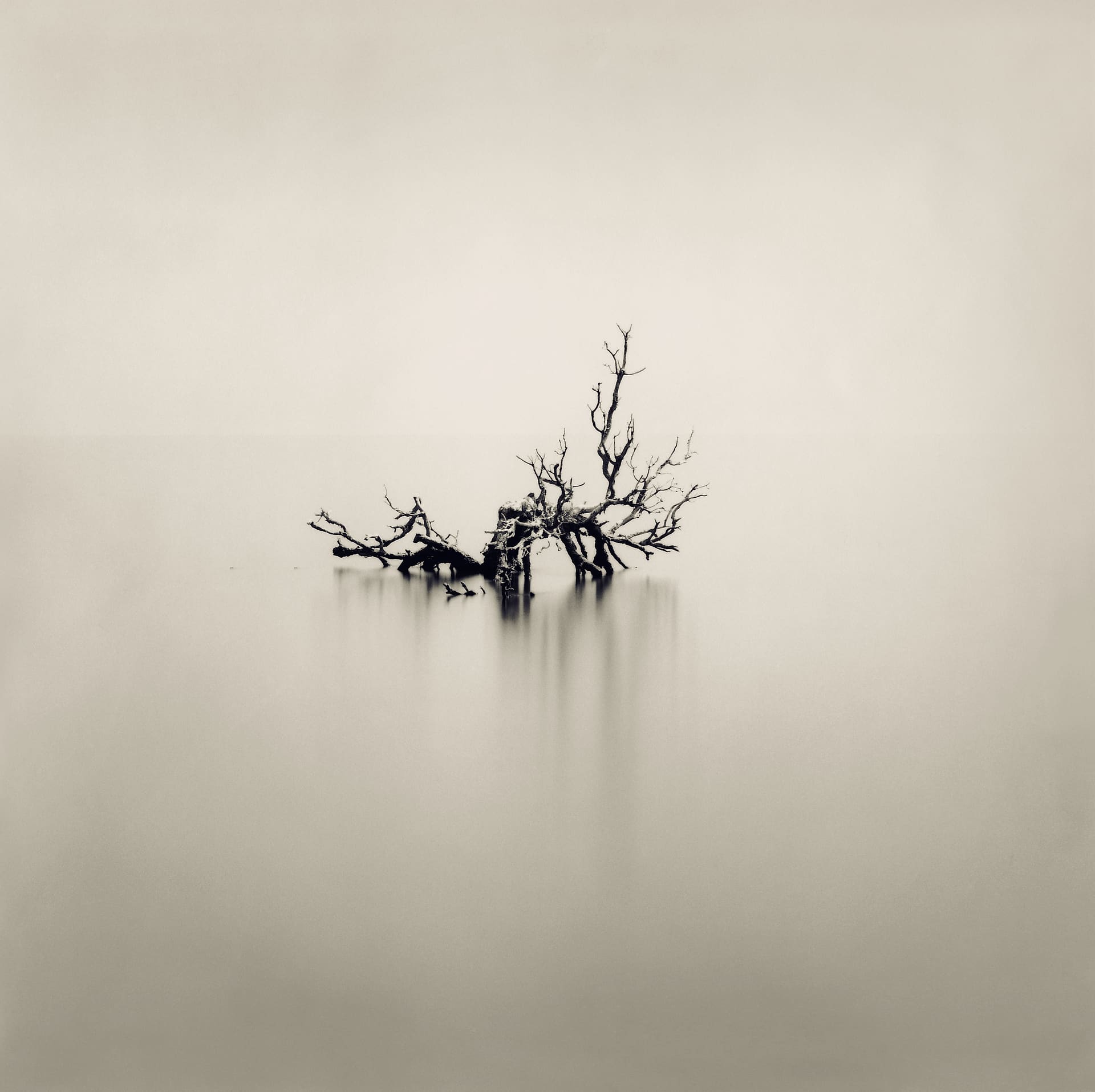 Bare dead branches breaking the surface of still pale water, long exposure flattening lake and sky together