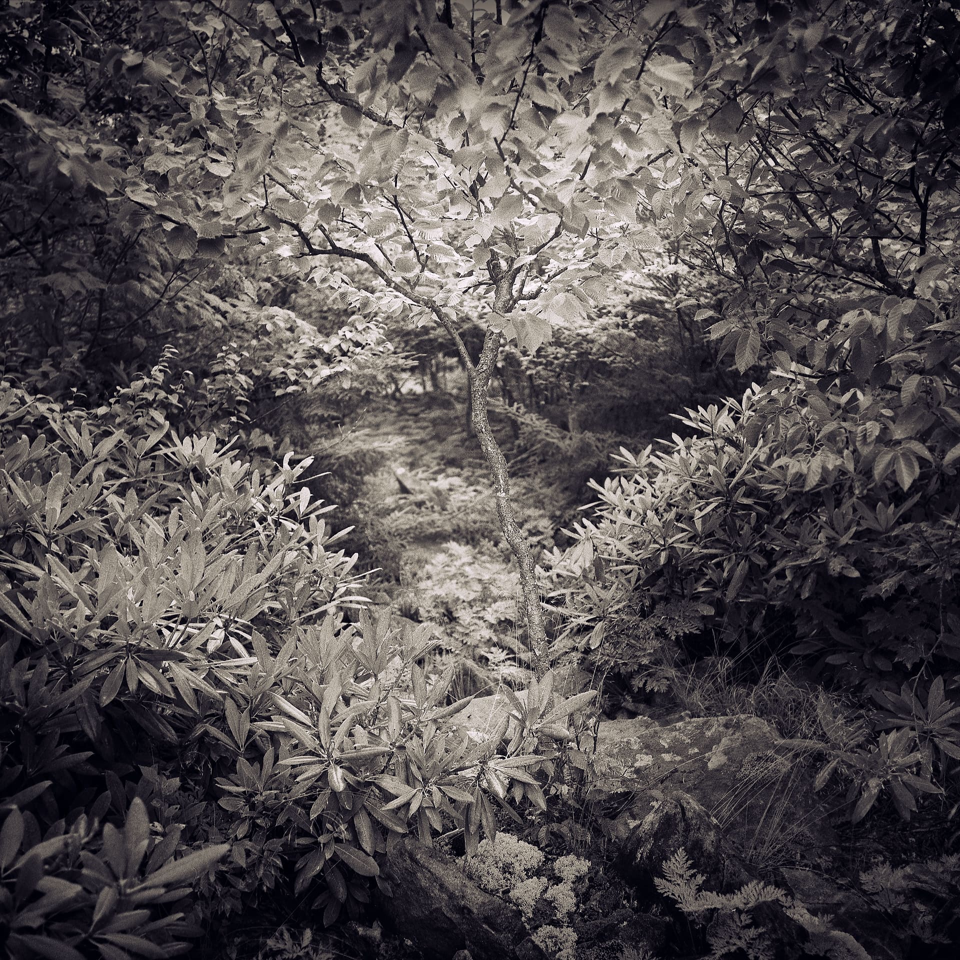 Slender sapling rising through dense rhododendron and beech leaves, lichen-covered boulders in the foreground
