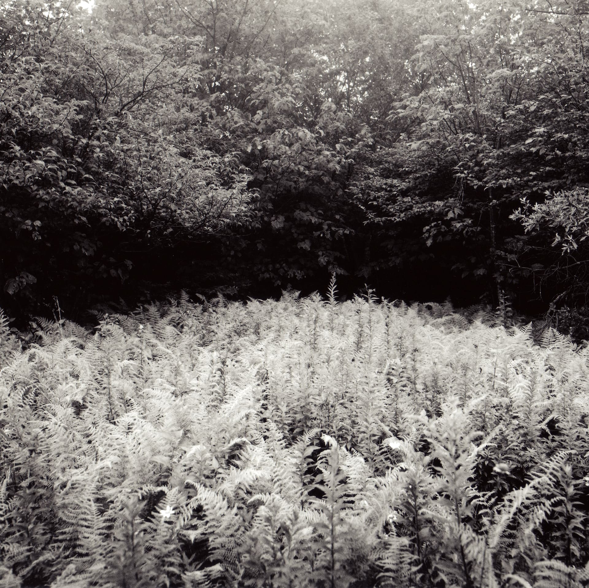Dense field of bracken ferns catching bright light below a dark wall of overhanging deciduous forest