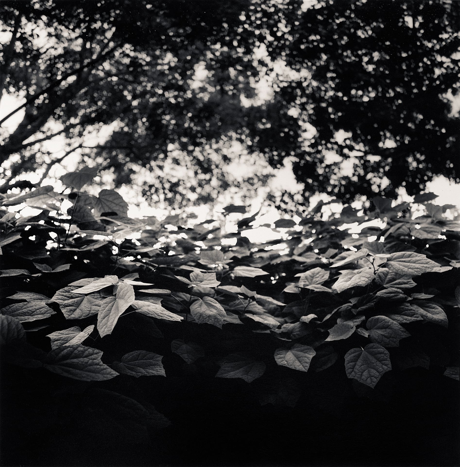 Broad backlit leaves filling the frame beneath a dark tree canopy, bright specks of sky between branches