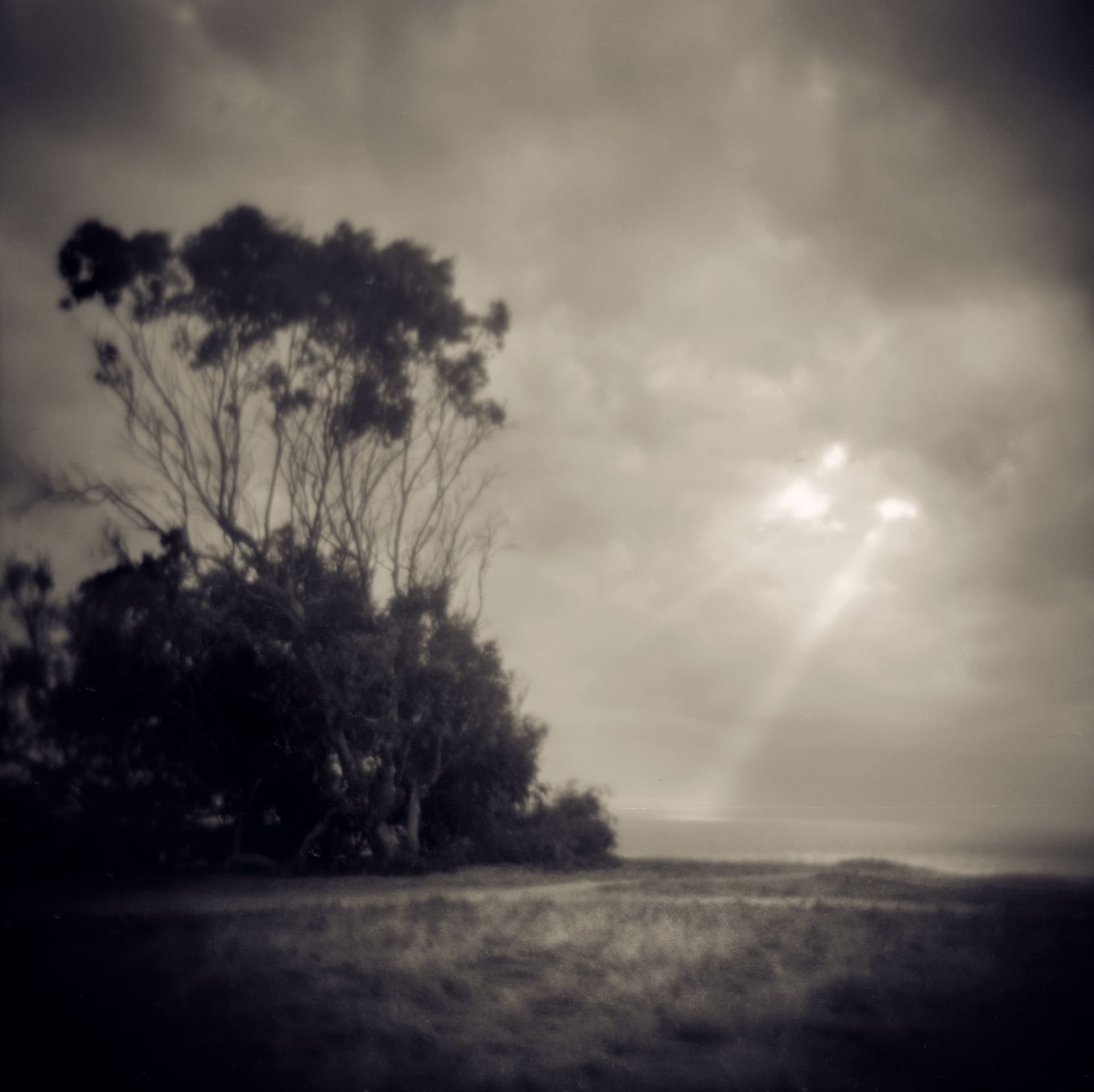 Single shaft of sunlight breaking through overcast onto the sea, windblown trees on a grassy headland at left