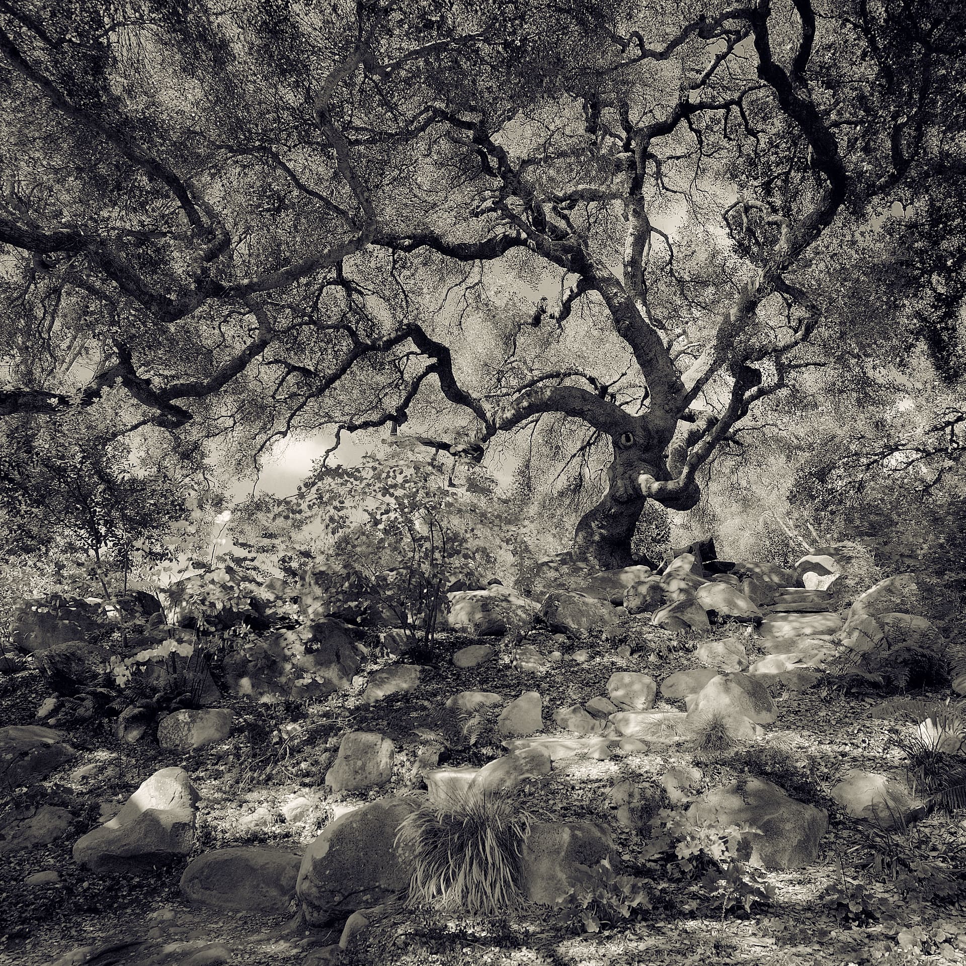 Sprawling coast live oak with twisting limbs above a boulder-strewn garden slope of ferns and grasses