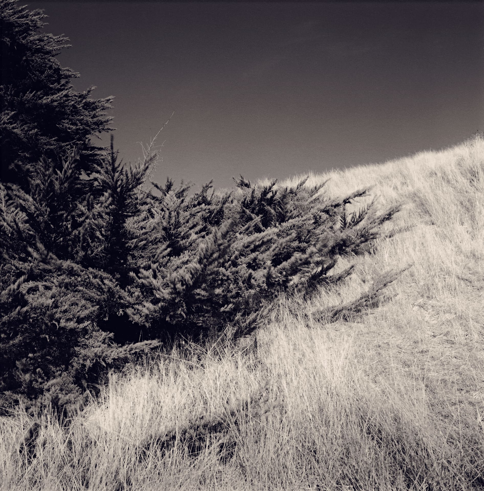 Wind-shaped cypresses along a steep hillside of pale dry grass under a dark clear sky