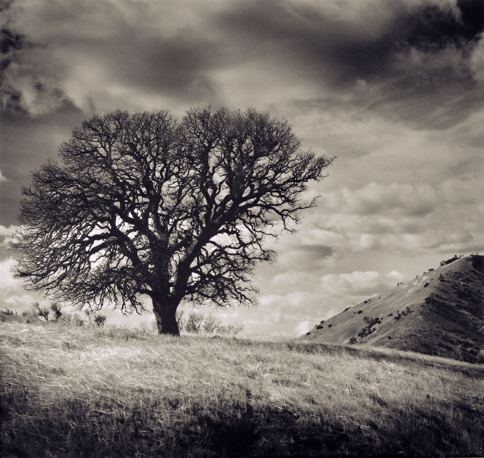 Solitary bare oak on a grassy ridge below piled cumulus, bald hillside falling away to the right