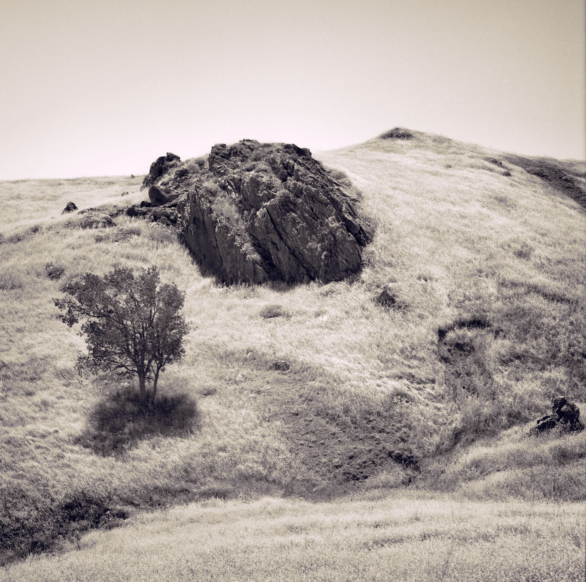 Grassy rolling hillside with a jutting rock outcrop and one small tree on the slope below
