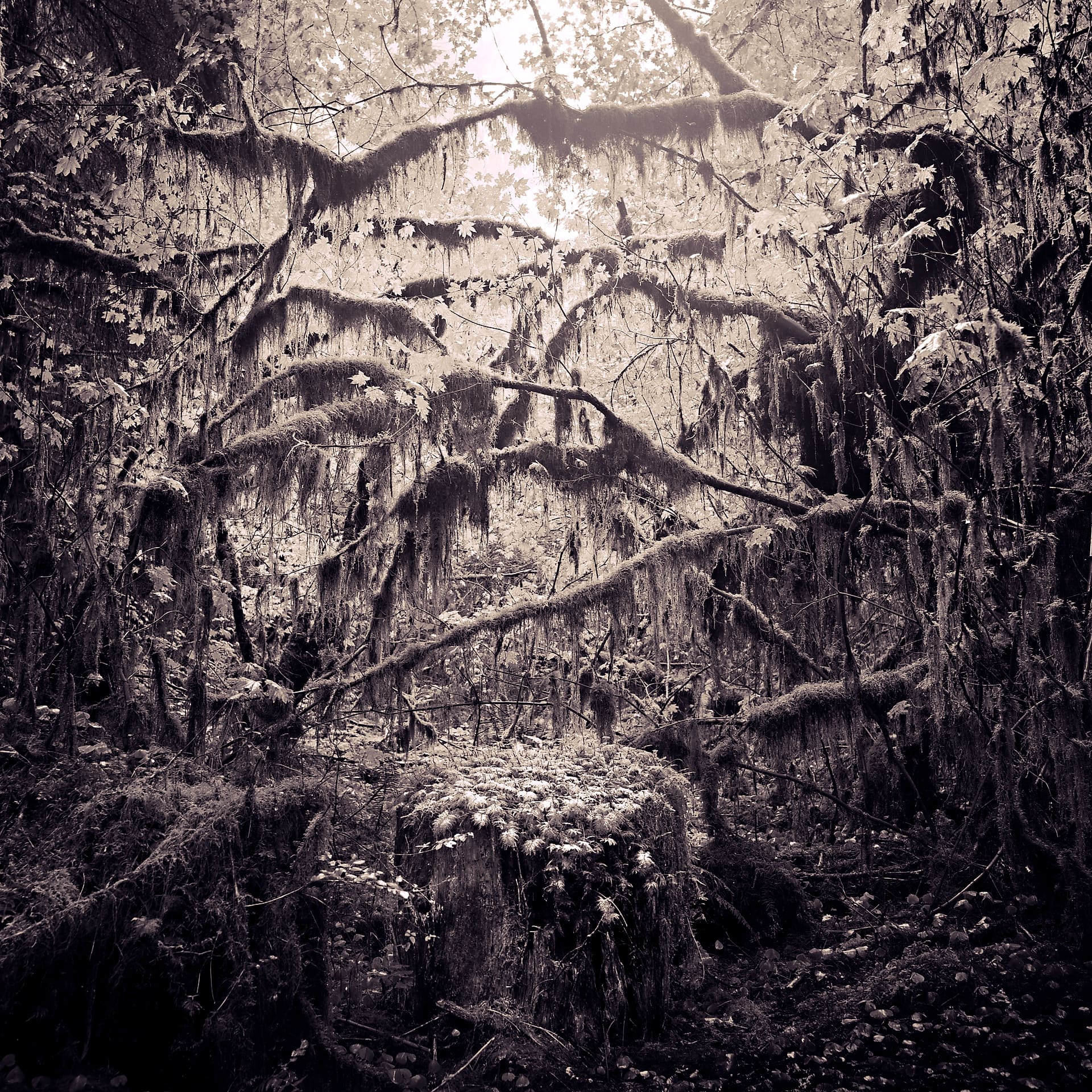 Moss-draped branches hanging through dense temperate rainforest, ferns sprouting from a cut stump in soft light