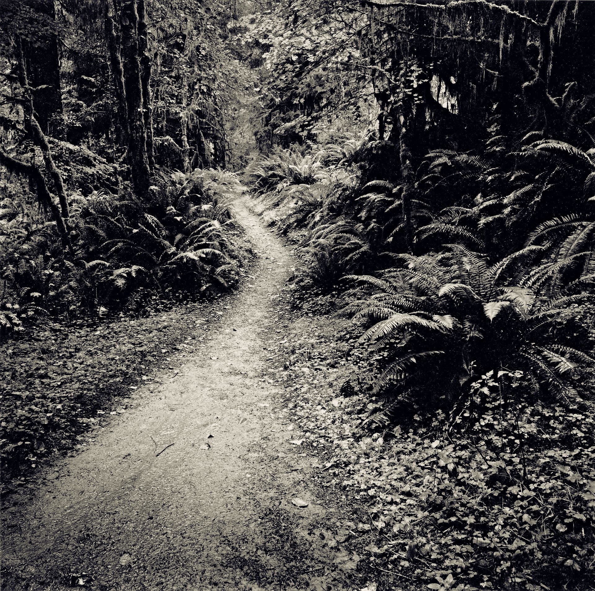 Narrow dirt trail winding through dense rainforest of sword ferns and moss-hung conifers in low light