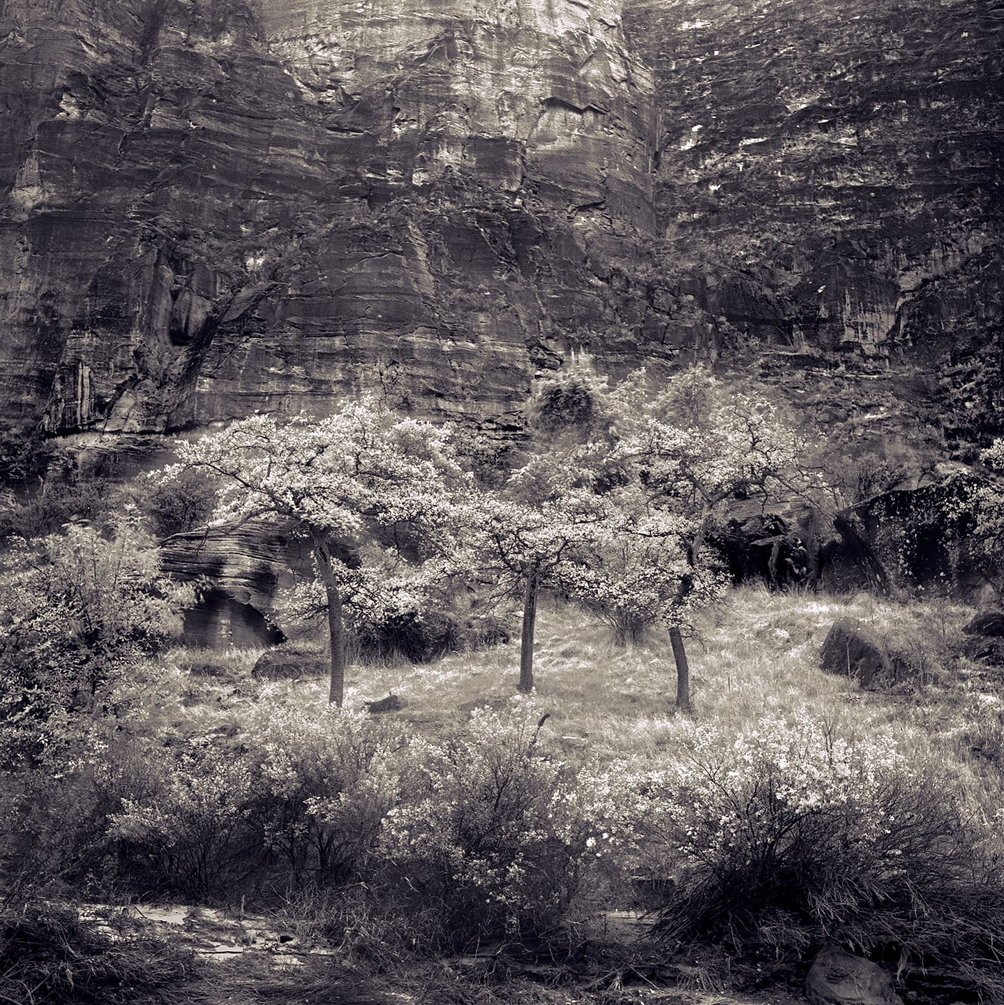 Three small blossoming trees on a grassy bench below a towering layered sandstone canyon wall
