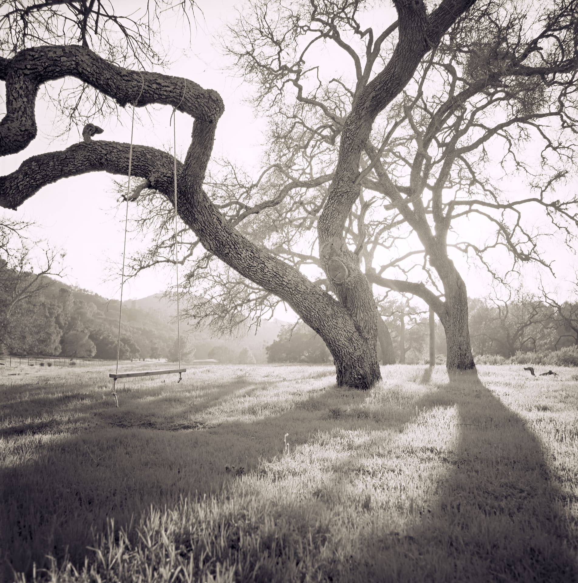 Wooden plank swing suspended from a bare oak limb in a hazy backlit field ringed by hills